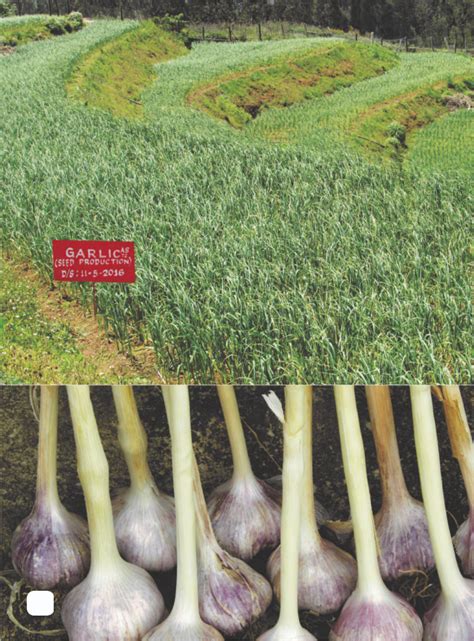 Horticulture :: Vegetables:: Garlic