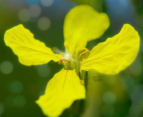 Colorful Wild Radishes are Blooming All Along the Roads – What Next ...
