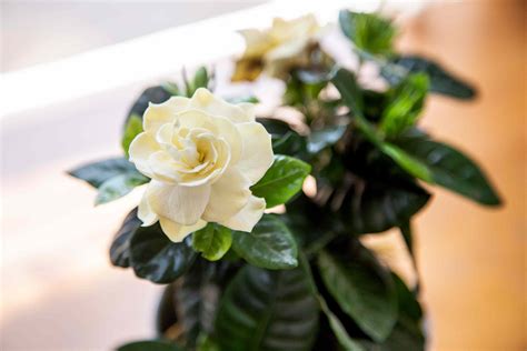 Gardenia: Plant Care & Growing Guide