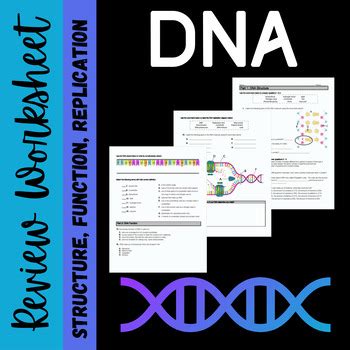 DNA Structure and Function Worksheet Biology 的图像结果