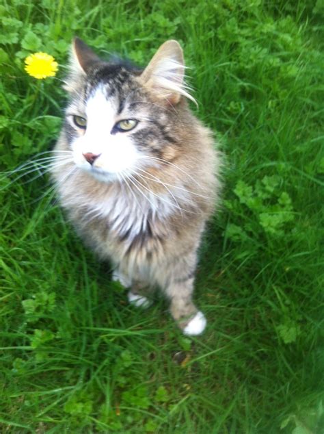 RIP to Kisses : r/cats