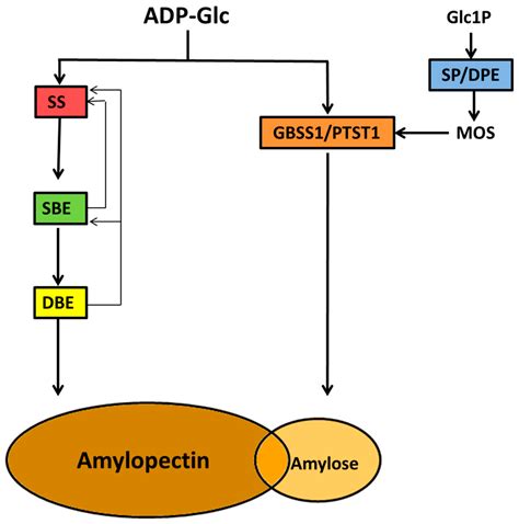 A Review of Starch Biosynthesis in Relation to the Building Block ...
