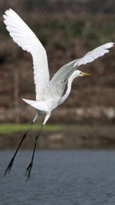 10 biggest birds that still fly