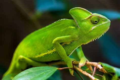 Vibrant Green Chameleon HD Wallpaper – Nature’s Master of Camouflage