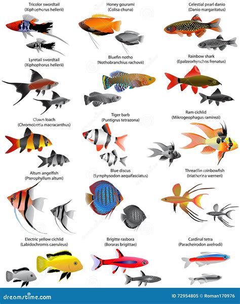 Freshwater Tropical Fish Names Pet Fish Names: Unique Names To Give To