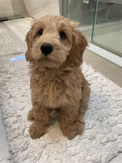 Full Size Mini Goldendoodle