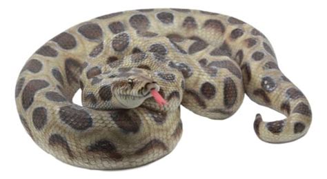 Image result for Realistic Python Figurine