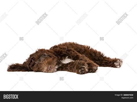 Image result for Chocolate Cockapoo
