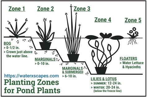 Planting Zones for your Pond Plants - Water X Scapes