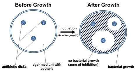 10.2: Bacterial Susceptibility to Antibiotics (Kirby-Bauer Test ...