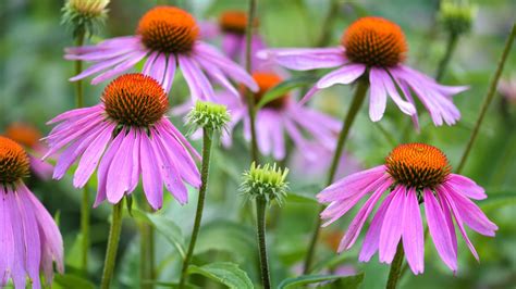 Plants That Can Withstand Heat and Cold — 11 Varieties Picked by Experts | Livingetc