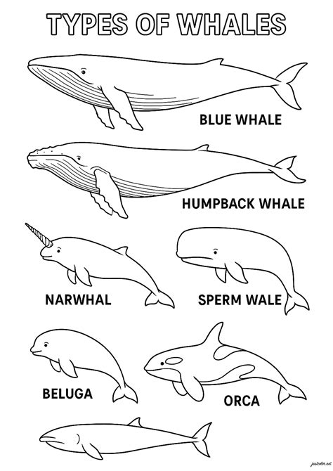 Different types of whales - Whale Coloring Pages