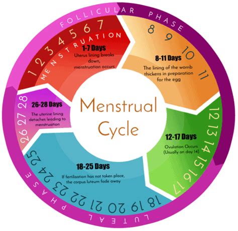 Menstrual Cycle: Introduction, Duration and Phases - Biology Class 12 ...