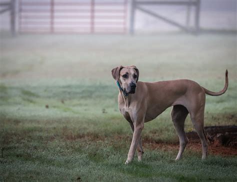 Great Dane Size Guide: How Big Does a Great Dane Get?