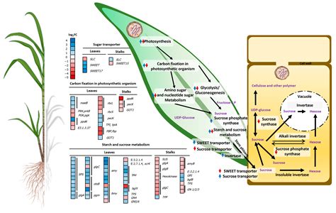 Transcriptomic Profiling of Sugarcane White Leaf (SCWL) Canes during ...
