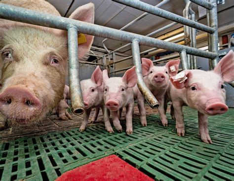 Bestes Futter – für Sau und Ferkel | agrarheute.com