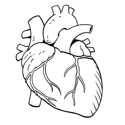 The Mysterious Human Body - Library For Kids | Human heart drawing ...