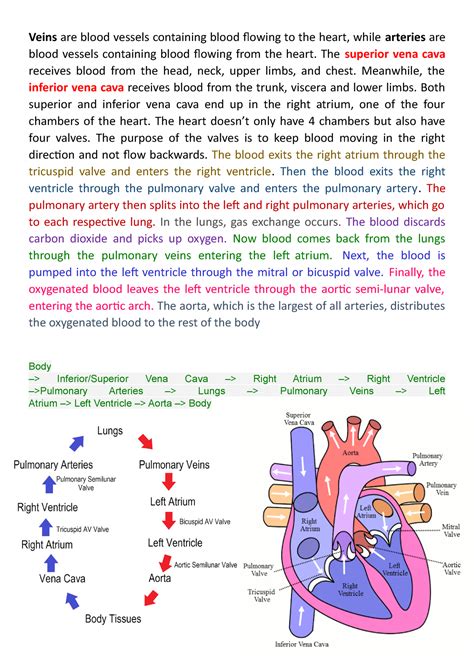 Image result for Pattern of Blood Circulation