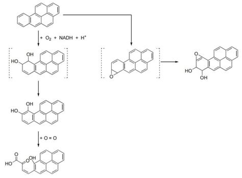 Degradation of Benzo[a]pyrene and 2,2′,4,4′-Tebrabrominated Diphenyl ...