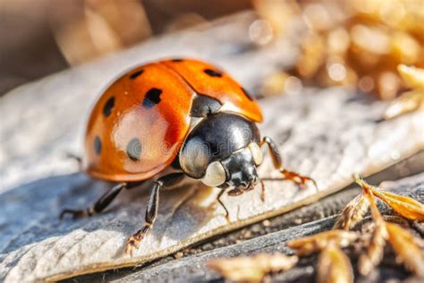 Image result for Ladybug Insect