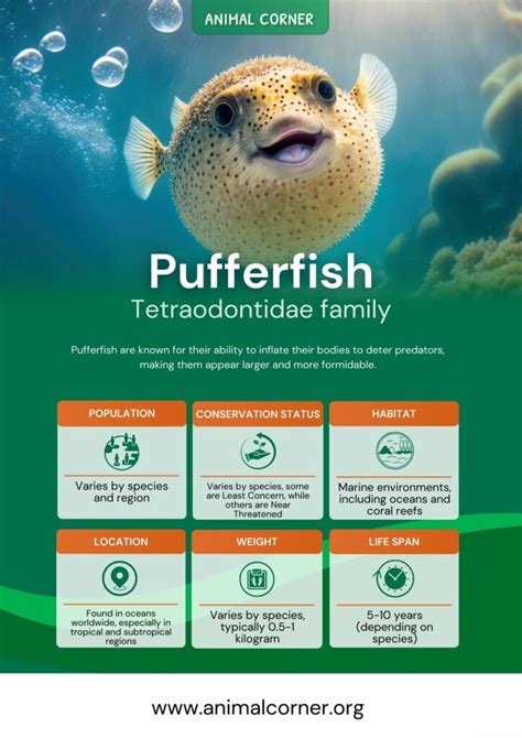 Image result for Puffer Fish Fun Facts