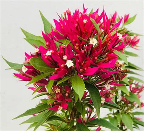 Bougainvillea - Go Green