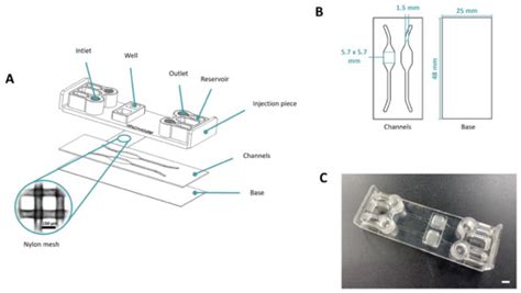 Reducing Inert Materials for Optimal Cell–Cell and Cell–Matrix ...