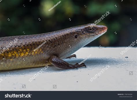 5 Pale Flecked Garden Sun Skink Images, Stock Photos & Vectors ...