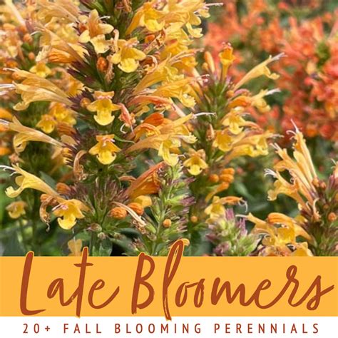 Fall Blooming Perennials Fantastic Season Finale