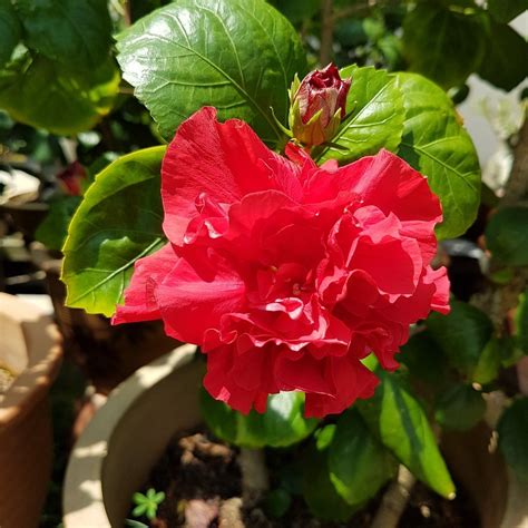 HIBISCUS CAFE, Melaka - Menu, Prices & Restaurant Reviews - Tripadvisor