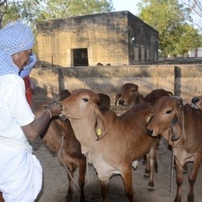 Livestock Production Management | SKN College of Agriculture, Jobner