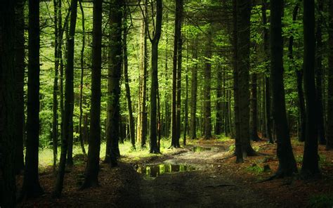 Image result for Forest Background