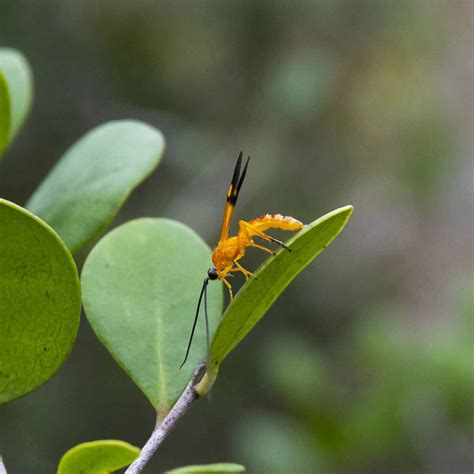 Bees and Wasps of India - Roaming Owls