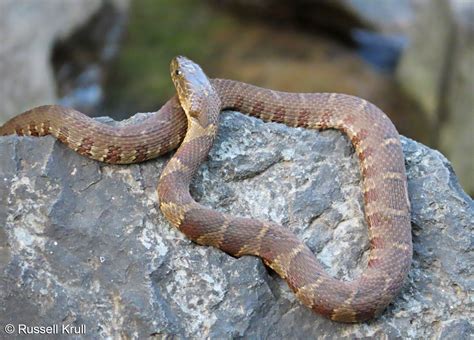 Northern Watersnake