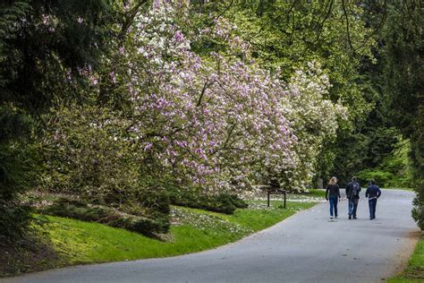 Image result for Fake Spring Seattle