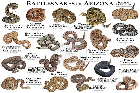 Venomous Snakes of Arizona Art Print / Field Guide - Etsy | Rattlesnake, Types of snake, Mojave ...