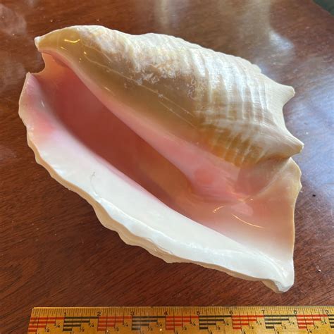 Image result for Large Conch Shell