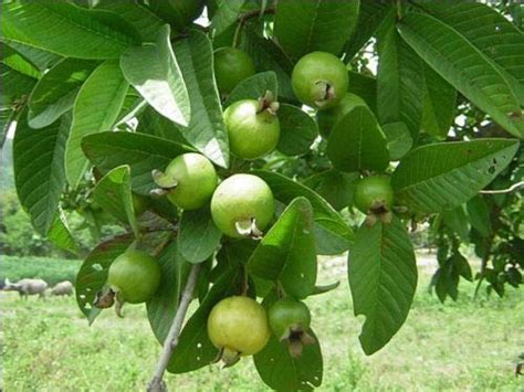 M-Tech Gardens Rare Small Miniature Guava (Small Fruits - More Number ...