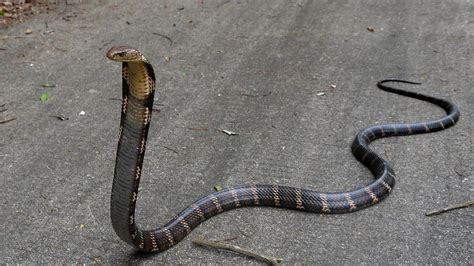 黑曼巴蛇vs眼镜王蛇谁会赢，黑曼巴蛇逃的飞快（被吓尿了） - 每日头条