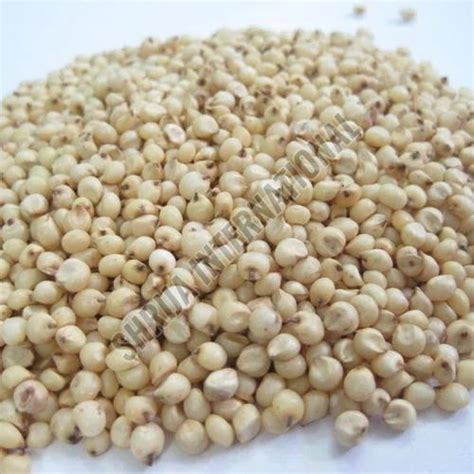 Sorghum Seeds Exporter,Sorghum Seeds Supplier from Ranchi India