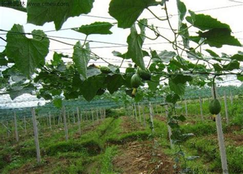 瓜蒌什么时候播种最好 怎么种植-长景园林网