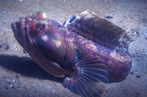 18 Popular Fish With Big Lips