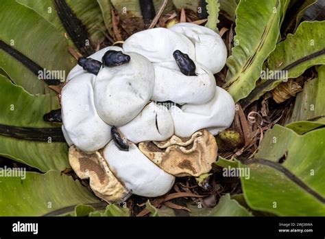 Image result for Baby Python Hatching