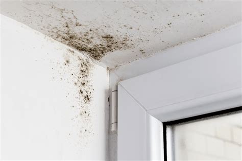 What Would Cause Mold On Walls at Molly Nix blog