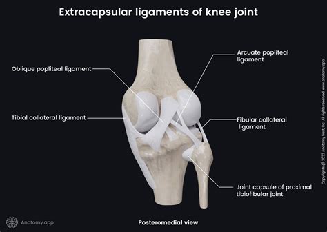 Left Knee Ligaments Diagram