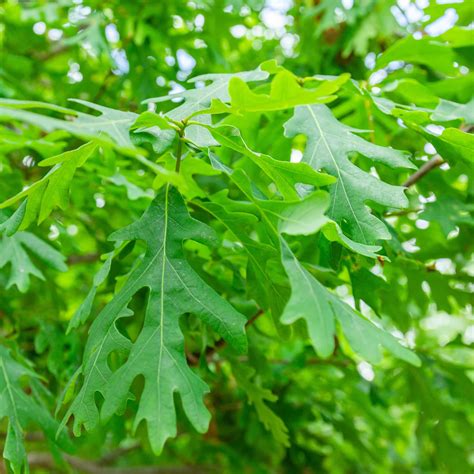 White Oak | Deciduous Trees | Moon Valley Nurseries