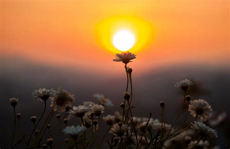 Sunset Flowers Wallpapers - Wallpaper Cave