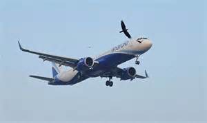 Consumer Affairs Ministry receives around 100 complaints over IndiGo ...