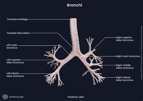 Bronchi | Anatomy.app