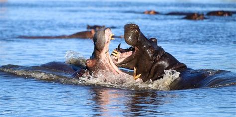 DWAKA ADVENTURE CAMP (ROOTS & JOURNEYS) (Ngamiland East) - Campground ...